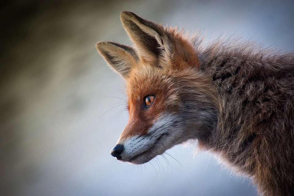 fox.webp